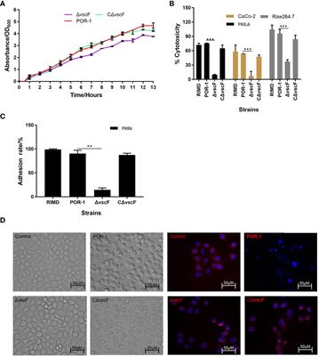 VscF in T3SS1 Helps to Translocate VPA0226 in Vibrio parahaemolyticus